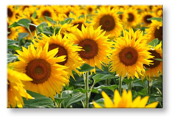 Tablou de perete YELLOW FLOWERS_168-11 - 20x30 cm