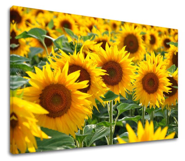 Tablou de perete YELLOW FLOWERS_168-11 - 20x30 cm