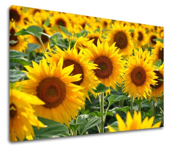 Tablou de perete YELLOW FLOWERS_168-11 - 20x30 cm