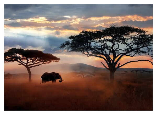 Tablou - Parcul Național Serengeti, Tanzania, Africa (70x50 cm)