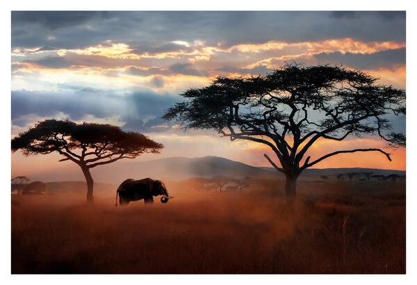 Tablou - Parcul Național Serengeti, Tanzania, Africa (90x60 cm)