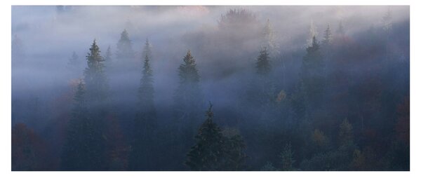 Tablou - Pădure în ceță, Carpați, Ucraina (120x50 cm)