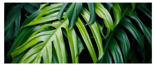 Tablou - Frunze tropicale (120x50 cm)