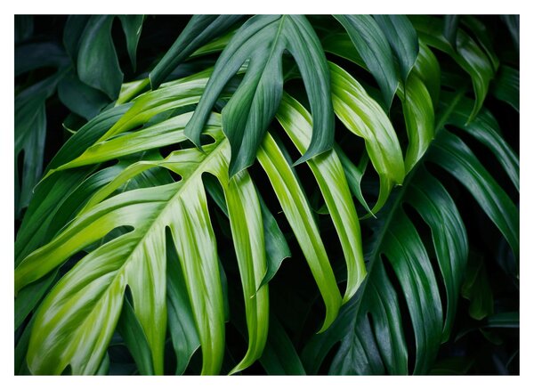 Tablou - Frunze tropicale (70x50 cm)