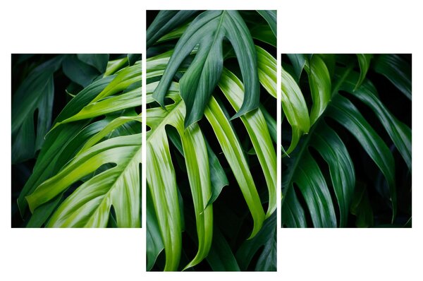 Tablou - Frunze tropicale (90x60 cm)