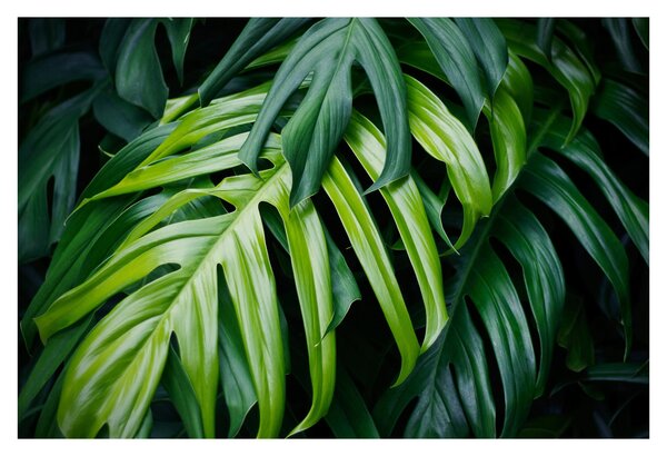 Tablou - Frunze tropicale (90x60 cm)