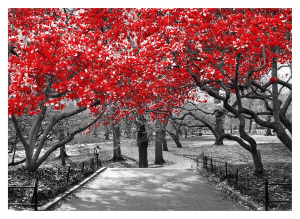 Tablou - Copaci roșii, Central Park, New York (70x50 cm)