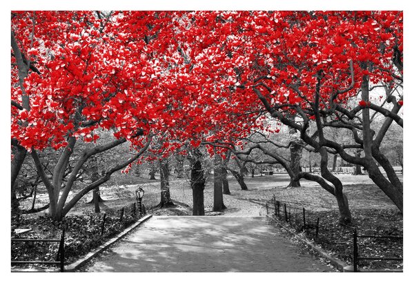Tablou - Copaci roșii, Central Park, New York (90x60 cm)