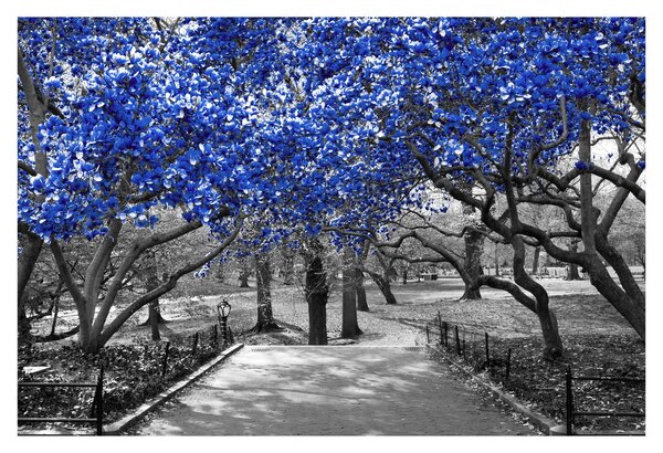 Tablou - Copaci albaștri Central Park, New York (90x60 cm)