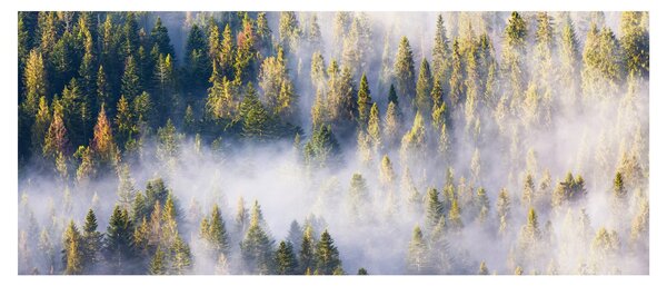 Tablou - Copac în ceață (120x50 cm)