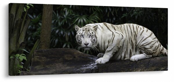 Tablou - Tigru alb (120x50 cm)