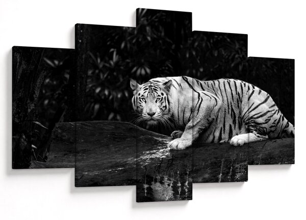 Tablou - Tigru alb, alb-negru (150x105 cm)