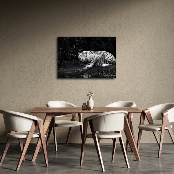 Tablou - Tigru alb, alb-negru (70x50 cm)