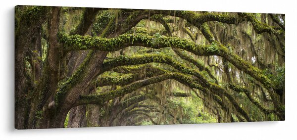 Tablou - Oaks Avenue, Charleston, Carolina de Sud, SUA (120x50 cm)