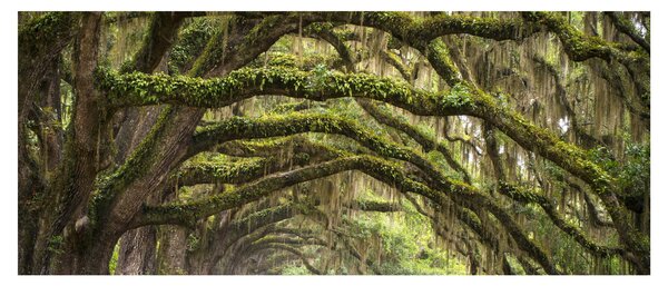 Tablou - Oaks Avenue, Charleston, Carolina de Sud, SUA (120x50 cm)