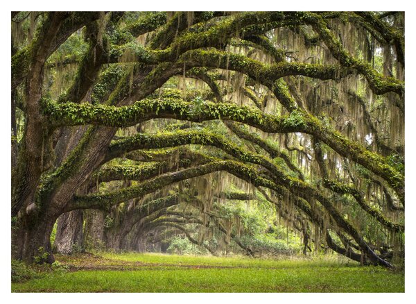 Tablou - Oaks Avenue, Charleston, Carolina de Sud, SUA (70x50 cm)