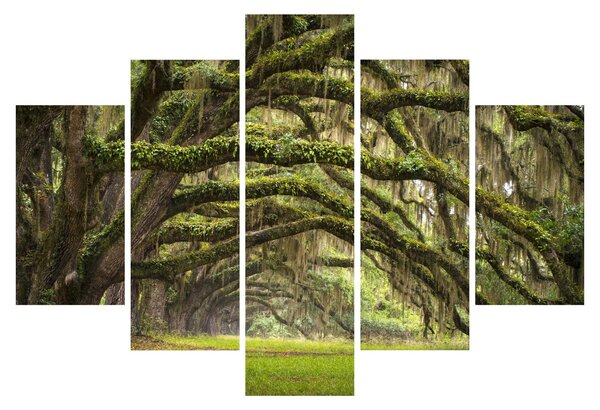 Tablou - Oaks Avenue, Charleston, Carolina de Sud, SUA (150x105 cm)