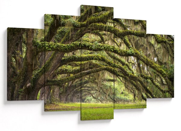 Tablou - Oaks Avenue, Charleston, Carolina de Sud, SUA (150x105 cm)