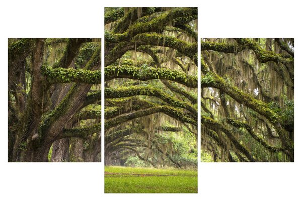 Tablou - Oaks Avenue, Charleston, Carolina de Sud, SUA (90x60 cm)