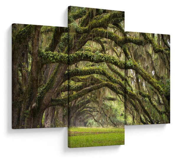 Tablou - Oaks Avenue, Charleston, Carolina de Sud, SUA (90x60 cm)