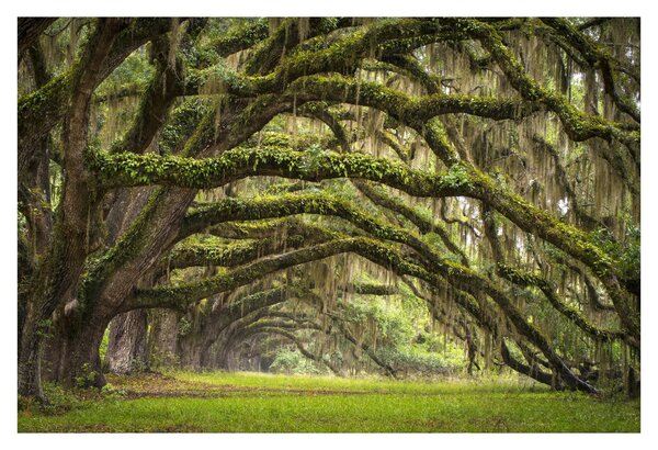 Tablou - Oaks Avenue, Charleston, Carolina de Sud, SUA (90x60 cm)