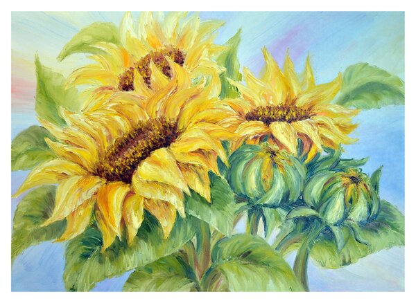 Tablou - Floarea soarelui înflorită (70x50 cm)