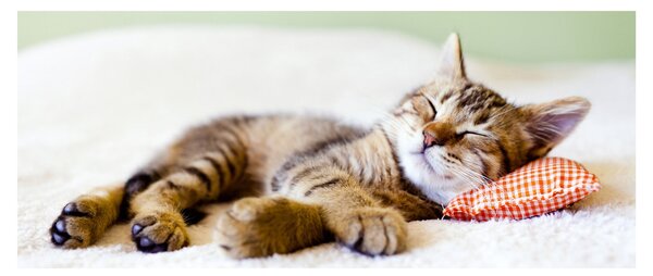 Tablou - Pisicuța adormită (120x50 cm)