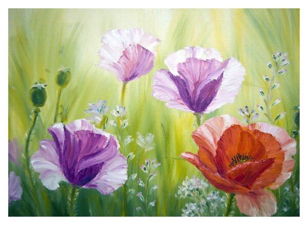 Tablou - Maci (70x50 cm)