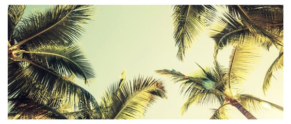 Tablou - Palmieri de cocos (120x50 cm)