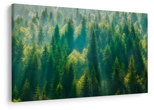 Tablou - Pădurea de brazi (90x60 cm)