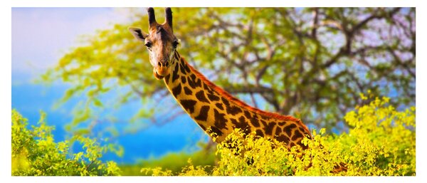 Tablou - Girafa în Africa (120x50 cm)