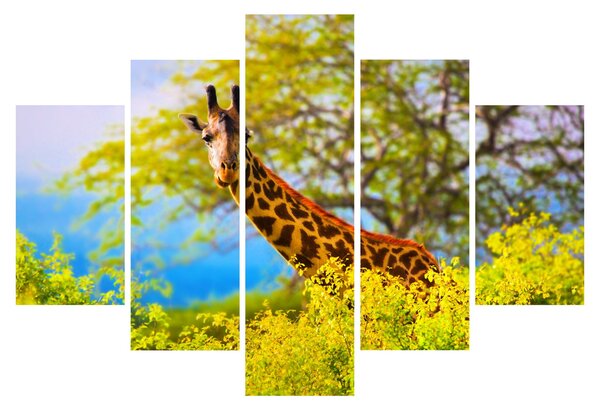 Tablou - Girafa în Africa (150x105 cm)
