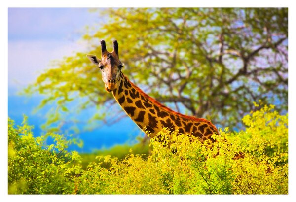 Tablou - Girafa în Africa (90x60 cm)