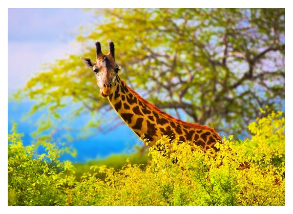 Tablou - Girafa în Africa (70x50 cm)