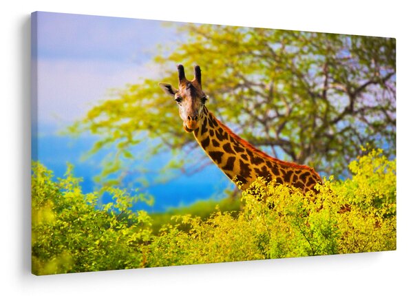 Tablou - Girafa în Africa (90x60 cm)
