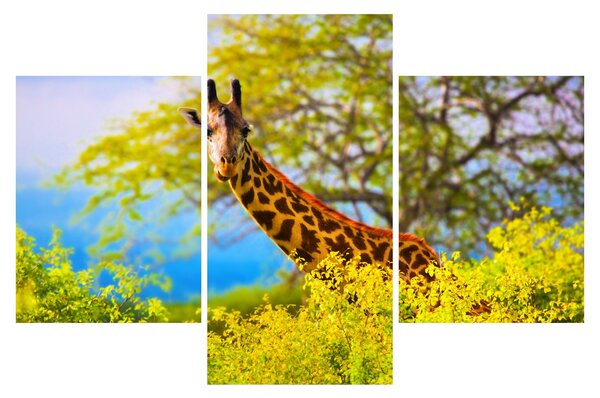 Tablou - Girafa în Africa (90x60 cm)
