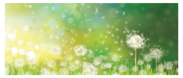 Tablou - Păpădie înflorită (120x50 cm)