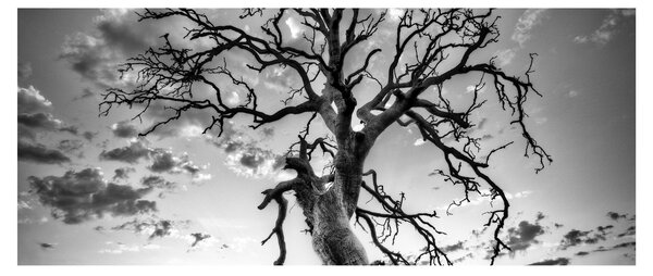 Tablou - Copacul, alb-negru (120x50 cm)