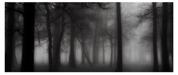 Tablou - Pădure în ceață (120x50 cm)