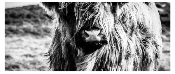 Tablou - Highland - vacă scoțiană (120x50 cm)