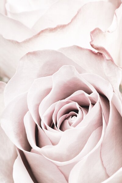 Artă fotografică Pink Rose No 05, 1x Studio II