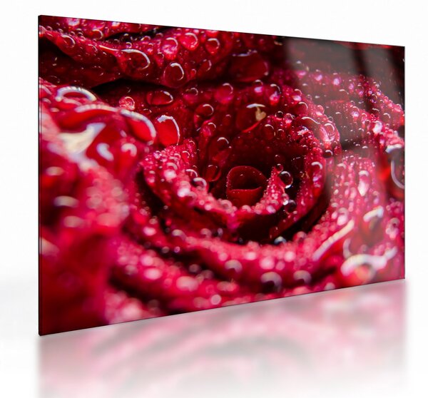 Tablou pe sticlă cu floarea trandafirului roșu (70x50 cm)