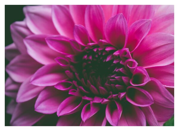 Tablou pe sticlă cu floarea roz (70x50 cm)