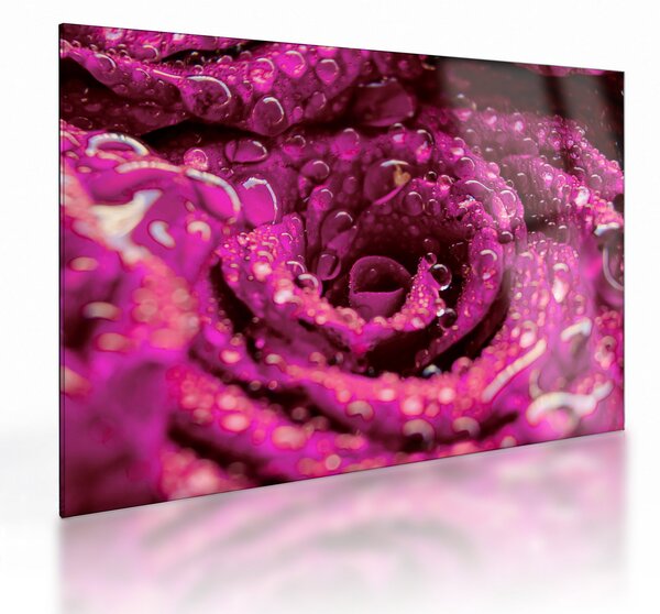Tablou pe sticlă cu floarea trandafirului roz (70x50 cm)