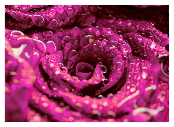 Tablou pe sticlă cu floarea trandafirului roz (70x50 cm)