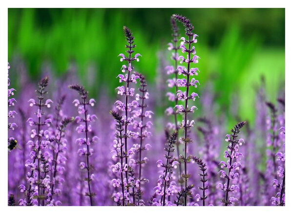 Tablou pe sticlă cu flori de luncă violete (70x50 cm)