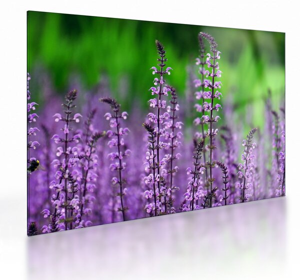 Tablou pe sticlă cu flori de luncă violete (70x50 cm)