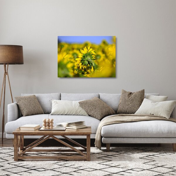 Tablou pe sticlă cu floarea soarelui (70x50 cm)