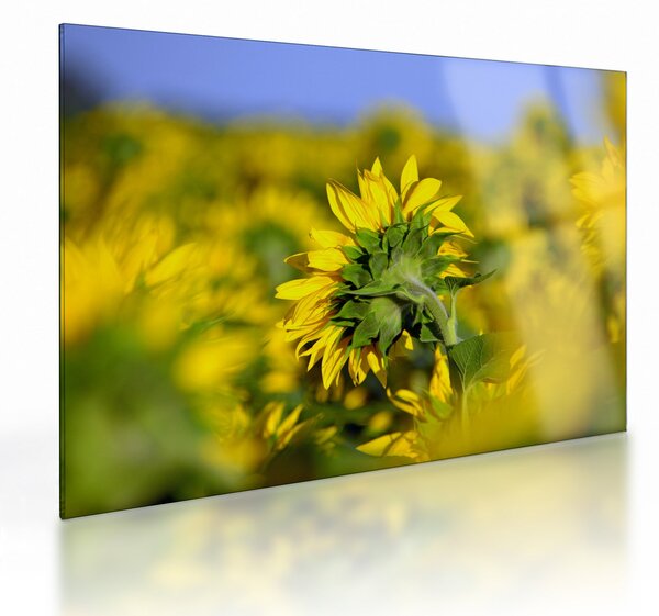 Tablou pe sticlă cu floarea soarelui (70x50 cm)