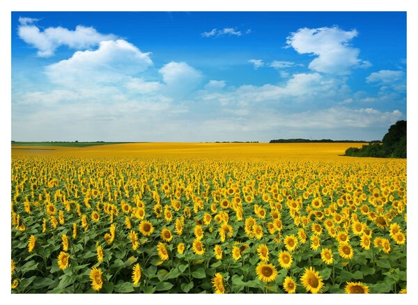 Tablou pe sticlă - câmp cu floarea soarelui (70x50 cm)